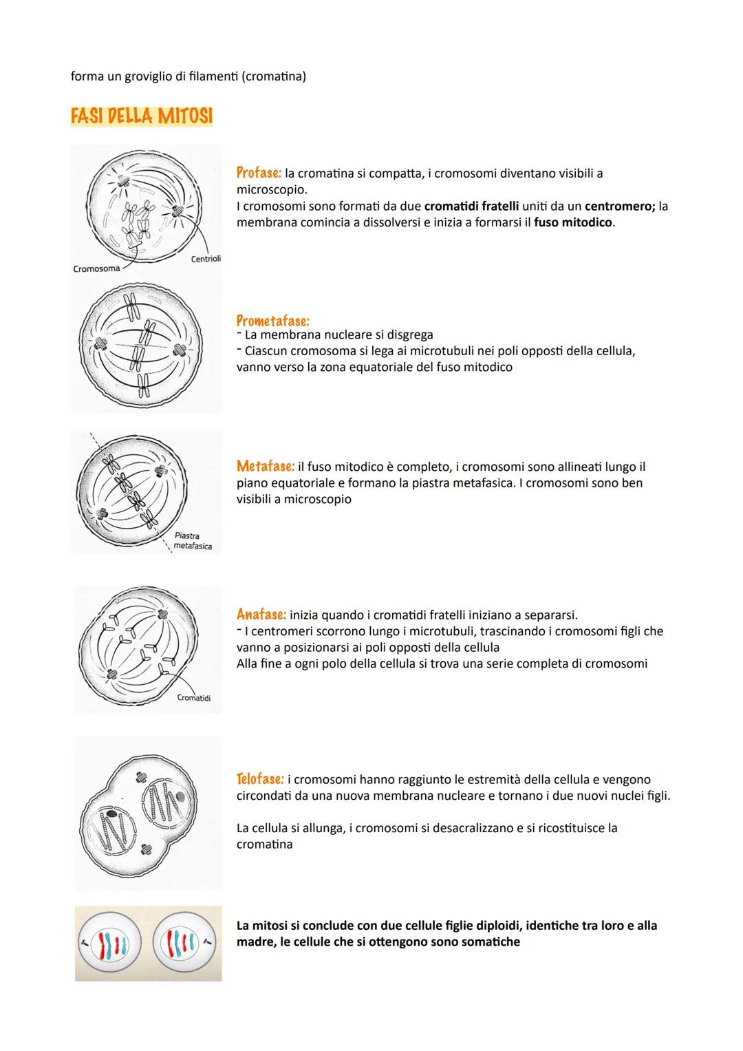 CICLO CELLULARE
Interfase
Il ciclo cellulare è l'insieme degli eventi compresi tra la
formazione di una cellula e la sua divisione in due ce