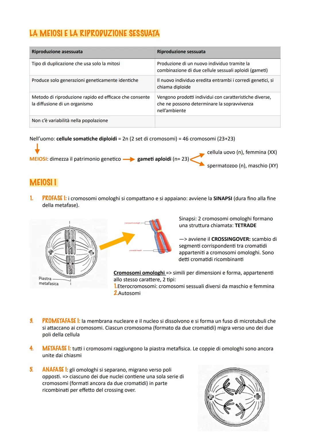 CICLO CELLULARE
Interfase
Il ciclo cellulare è l'insieme degli eventi compresi tra la
formazione di una cellula e la sua divisione in due ce
