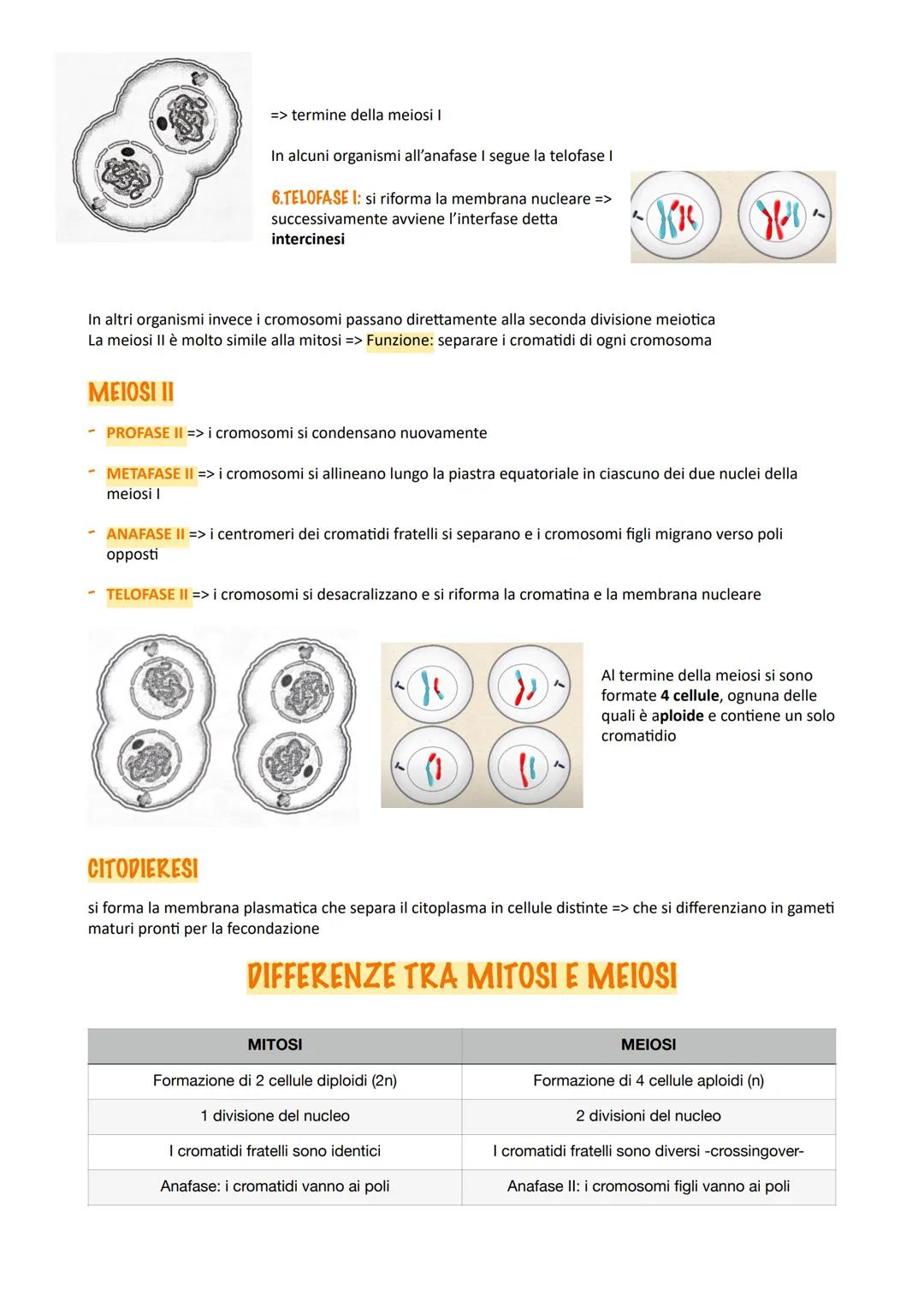 CICLO CELLULARE
Interfase
Il ciclo cellulare è l'insieme degli eventi compresi tra la
formazione di una cellula e la sua divisione in due ce
