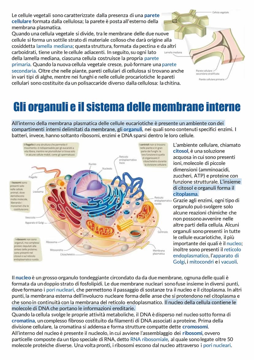 Struttura e funzione della membrana plasmatica
Cellule: unità di base degli organismi viventi
Qualunque organismo per vivere deve continuame