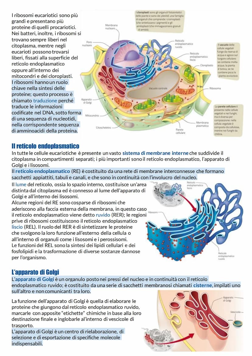 Struttura e funzione della membrana plasmatica
Cellule: unità di base degli organismi viventi
Qualunque organismo per vivere deve continuame