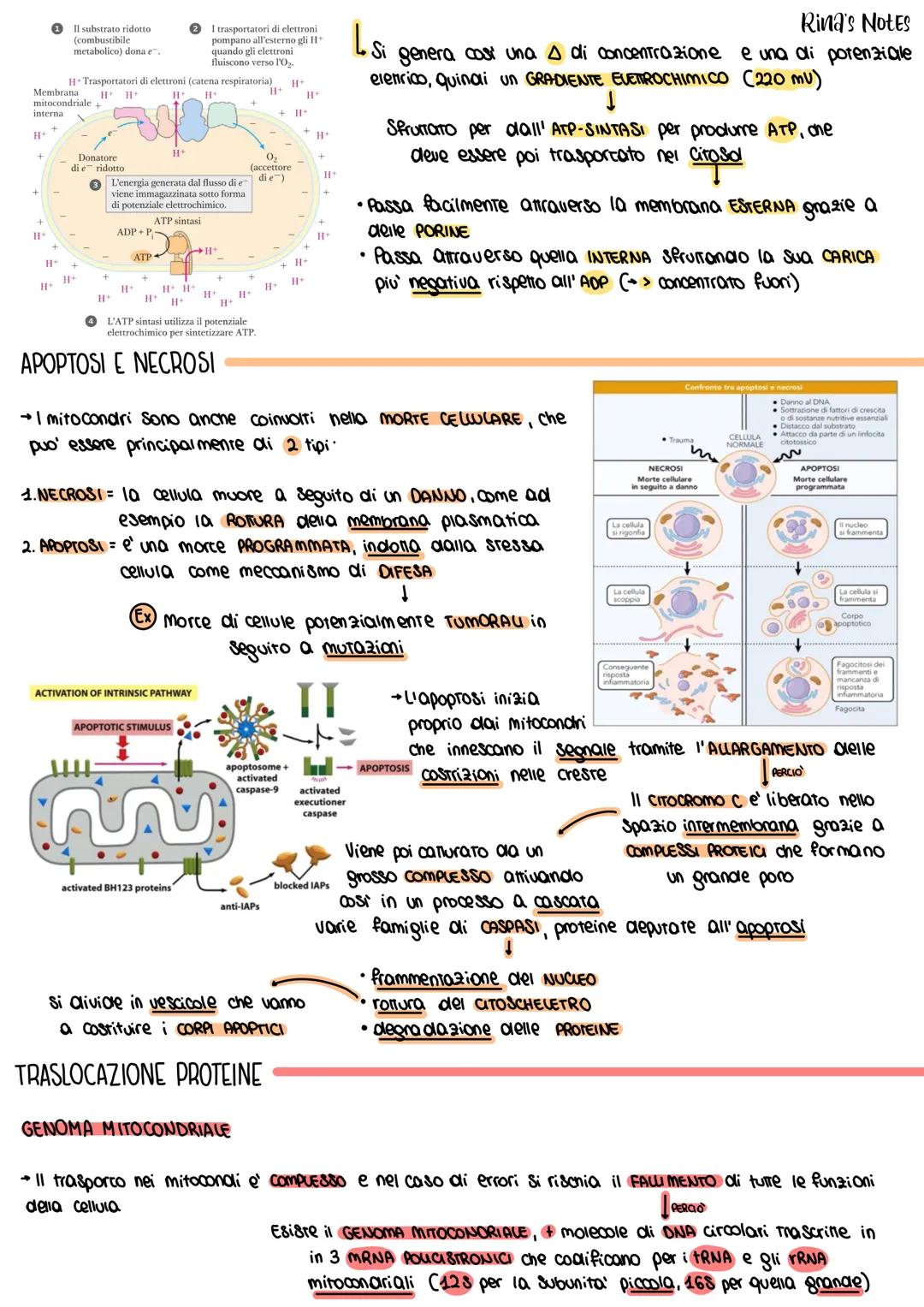 6. I MITOCONDRI
STRUTTURA
Intermembrana
Membrana
Esterna
Spazio Interne
Porina
Membrane
→>>
DNA
Mirocondriale
ܝܐ
DNA
Grazie a srudi fatti co