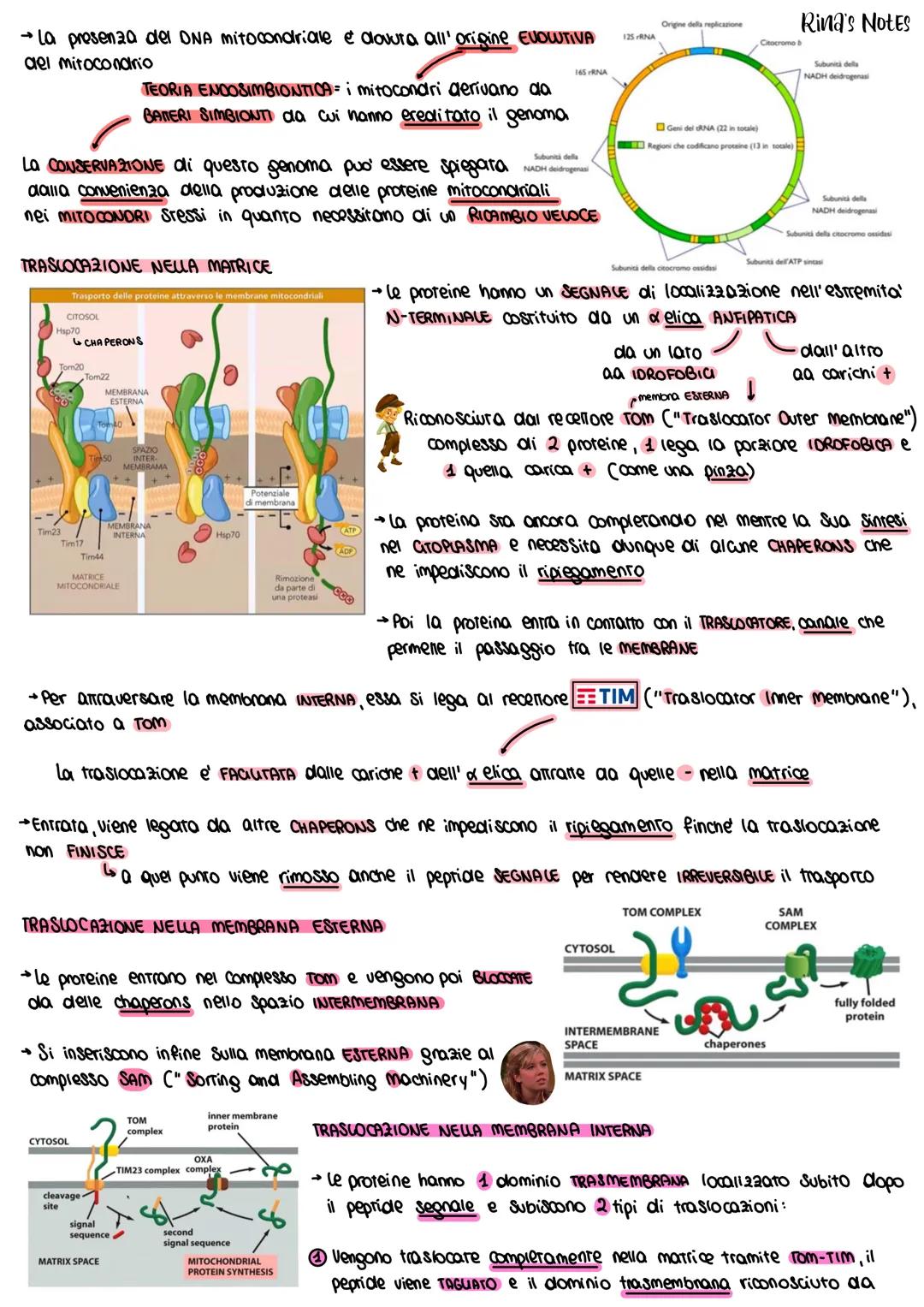 6. I MITOCONDRI
STRUTTURA
Intermembrana
Membrana
Esterna
Spazio Interne
Porina
Membrane
→>>
DNA
Mirocondriale
ܝܐ
DNA
Grazie a srudi fatti co