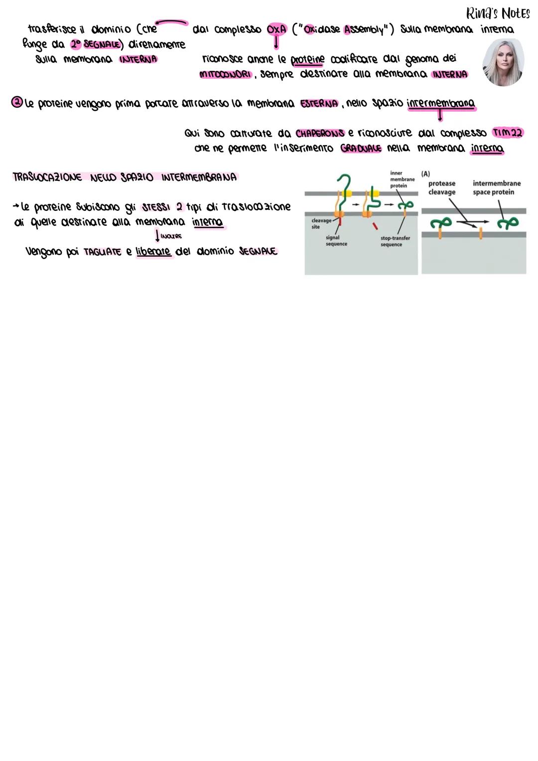 6. I MITOCONDRI
STRUTTURA
Intermembrana
Membrana
Esterna
Spazio Interne
Porina
Membrane
→>>
DNA
Mirocondriale
ܝܐ
DNA
Grazie a srudi fatti co