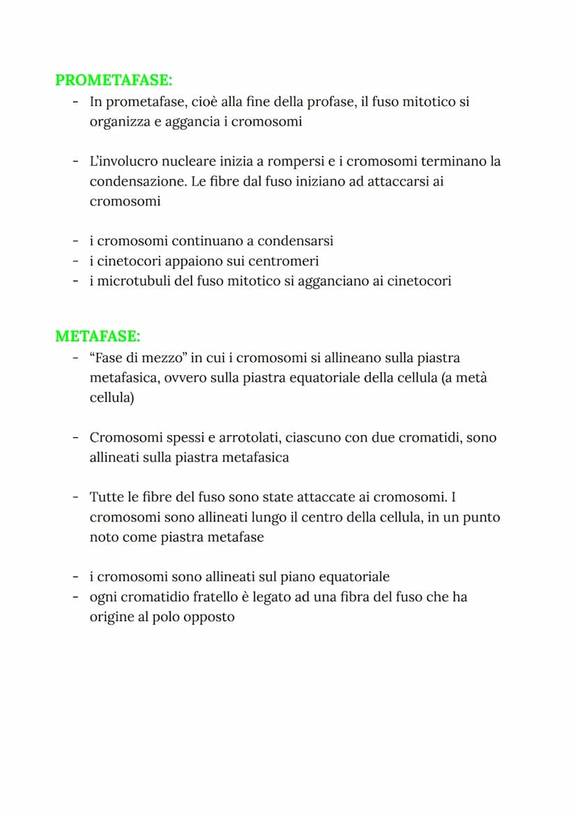MITOSI
MITOSI:
Divisione di una cellula in due cellule figlie identiche
("clonazione")
-
Da una cellula si va a riprodurre due cellule figli