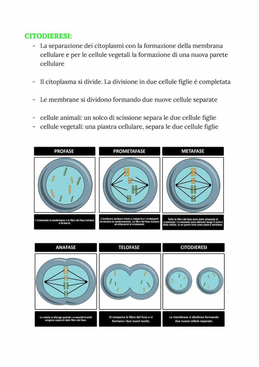 MITOSI
MITOSI:
Divisione di una cellula in due cellule figlie identiche
("clonazione")
-
Da una cellula si va a riprodurre due cellule figli