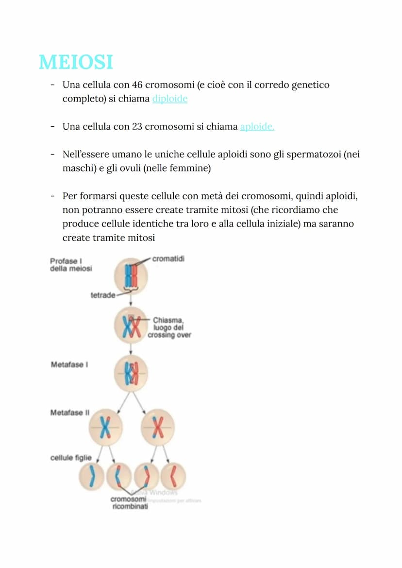 MITOSI
MITOSI:
Divisione di una cellula in due cellule figlie identiche
("clonazione")
-
Da una cellula si va a riprodurre due cellule figli