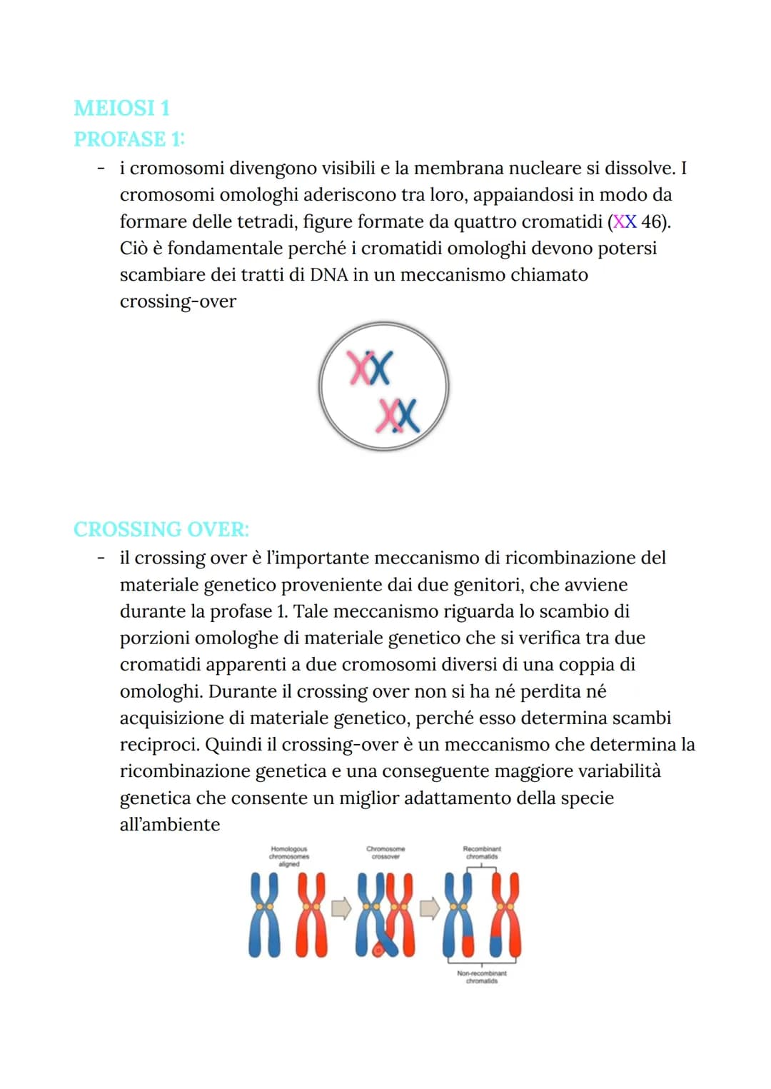 MITOSI
MITOSI:
Divisione di una cellula in due cellule figlie identiche
("clonazione")
-
Da una cellula si va a riprodurre due cellule figli