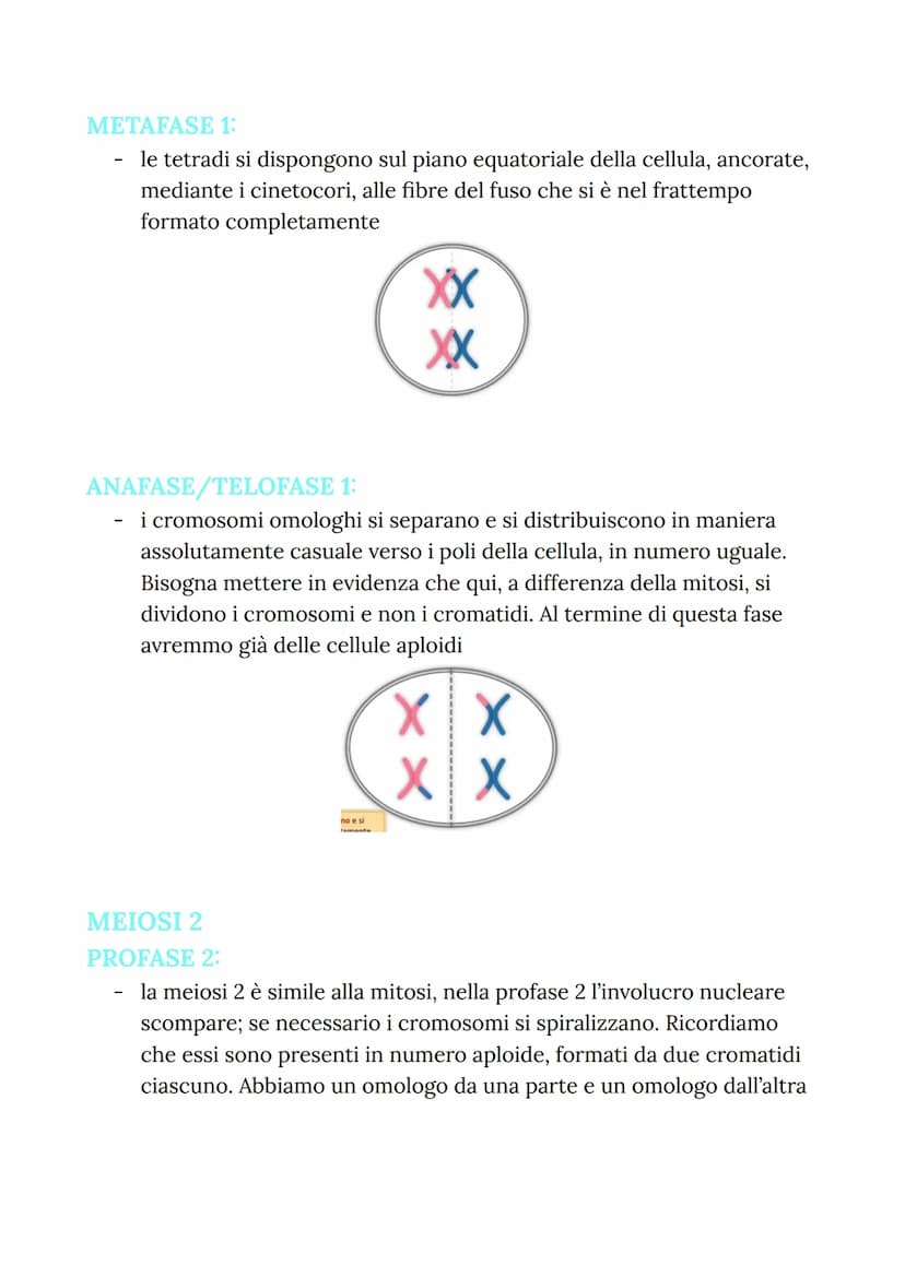 MITOSI
MITOSI:
Divisione di una cellula in due cellule figlie identiche
("clonazione")
-
Da una cellula si va a riprodurre due cellule figli