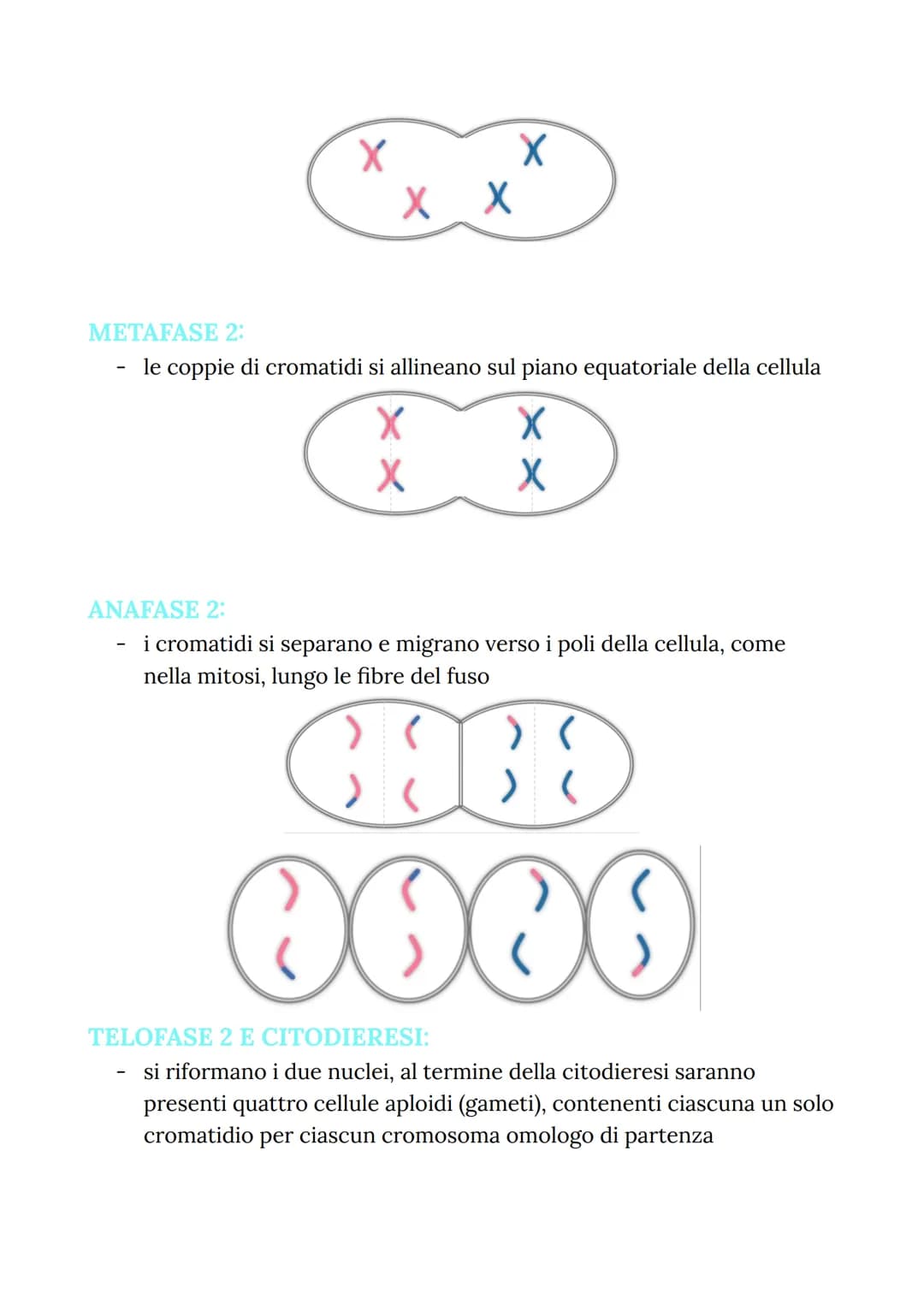 MITOSI
MITOSI:
Divisione di una cellula in due cellule figlie identiche
("clonazione")
-
Da una cellula si va a riprodurre due cellule figli
