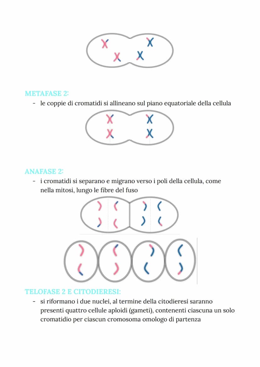 MITOSI
MITOSI:
Divisione di una cellula in due cellule figlie identiche
("clonazione")
-
Da una cellula si va a riprodurre due cellule figli