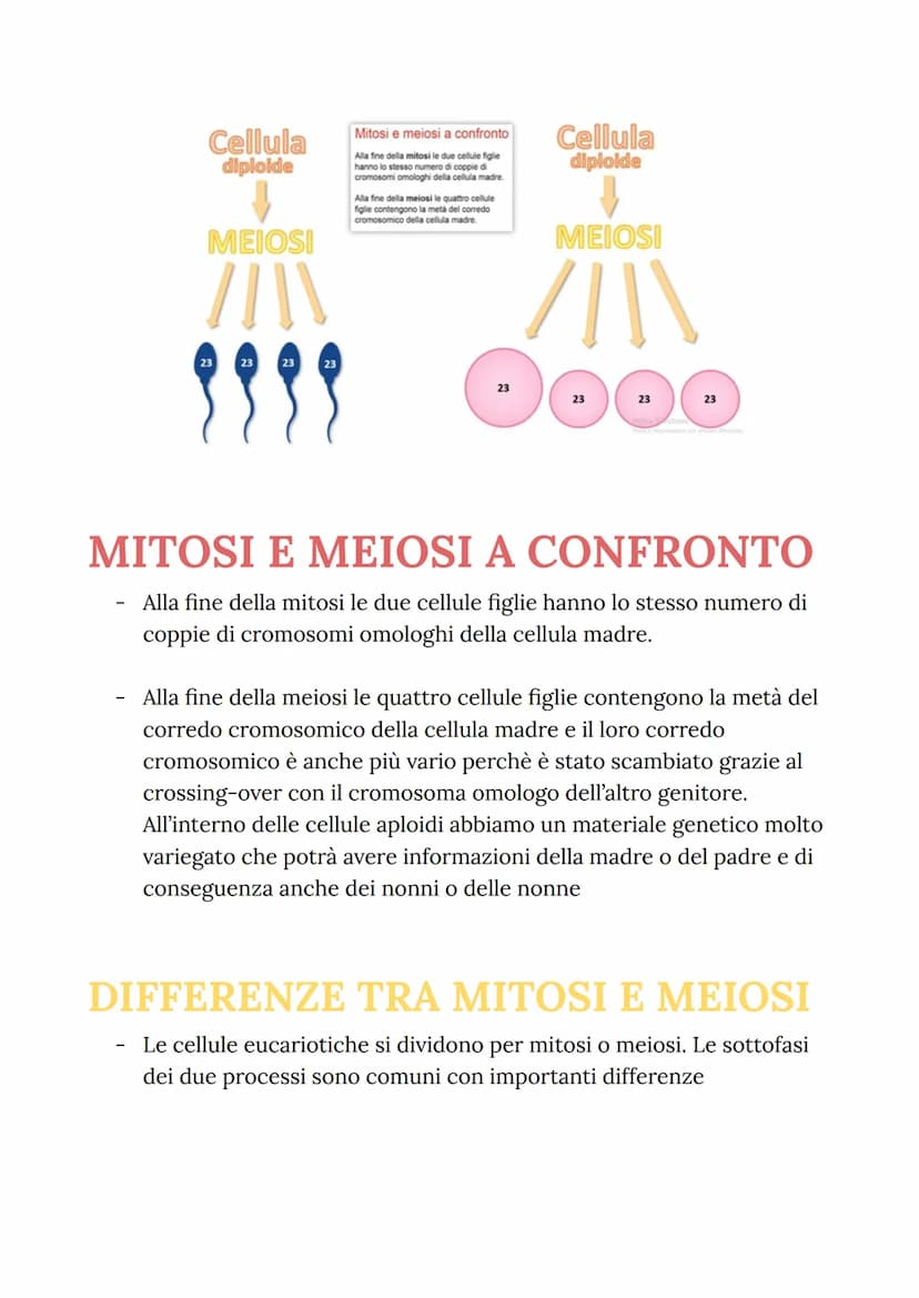 MITOSI
MITOSI:
Divisione di una cellula in due cellule figlie identiche
("clonazione")
-
Da una cellula si va a riprodurre due cellule figli
