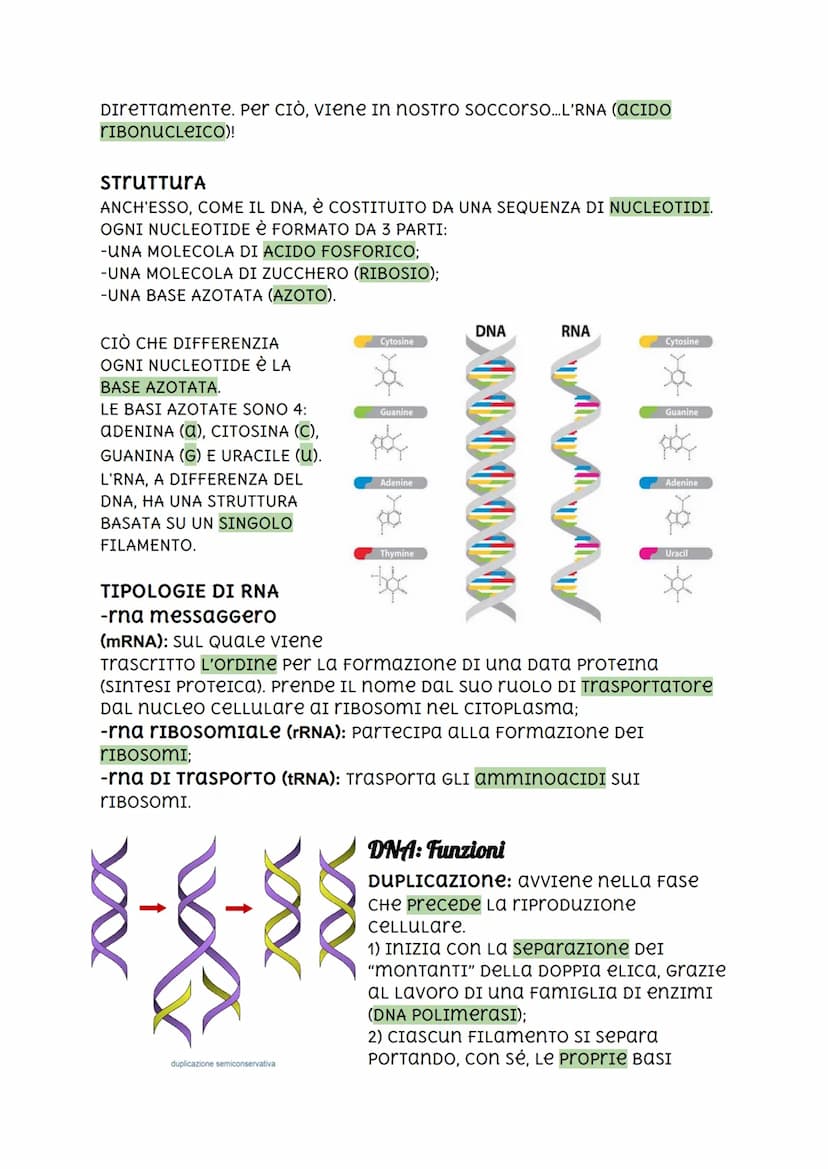 Il DNA, I'RNA, Codice Genetico e Mutazioni.
DNA
2.2 nanometri
INTRODUZIONE
I cromosomi sono FormaTI DA DNA (ACIDO
DESOSSIRIBONUCLEICO), una 