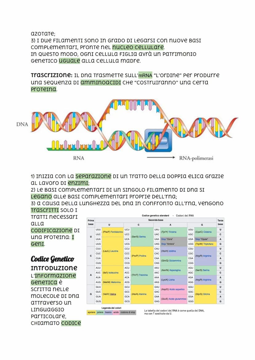 Il DNA, I'RNA, Codice Genetico e Mutazioni.
DNA
2.2 nanometri
INTRODUZIONE
I cromosomi sono FormaTI DA DNA (ACIDO
DESOSSIRIBONUCLEICO), una 