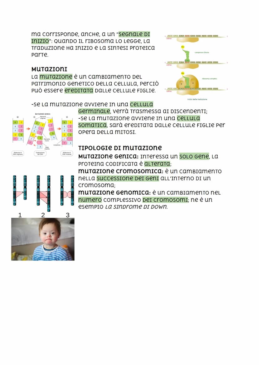 Il DNA, I'RNA, Codice Genetico e Mutazioni.
DNA
2.2 nanometri
INTRODUZIONE
I cromosomi sono FormaTI DA DNA (ACIDO
DESOSSIRIBONUCLEICO), una 