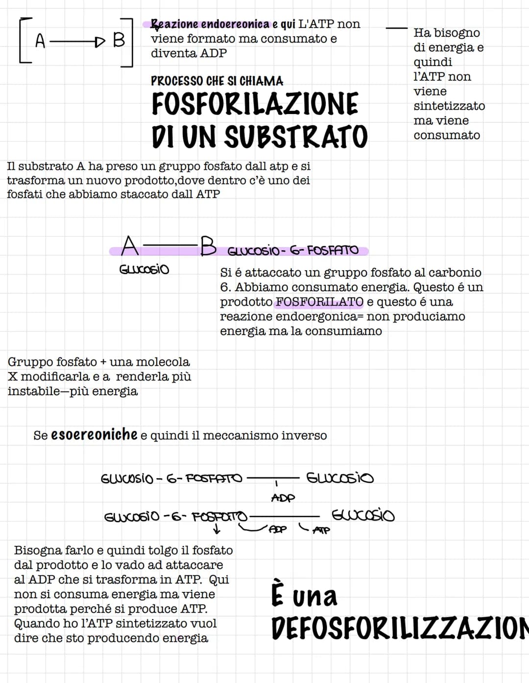 Scienze.
Le biomolecole.
Sono i carboidrati, gli acidi nucleici(DNA E RNA) e i
lipidi
Le biomolecole.
Sono ricche di atomi di carbonio e idr
