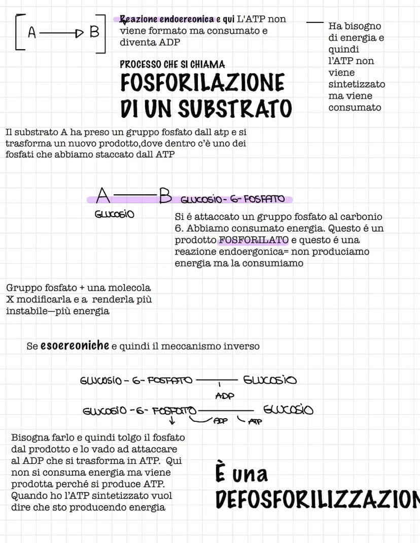 Scienze.
Le biomolecole.
Sono i carboidrati, gli acidi nucleici(DNA E RNA) e i
lipidi
Le biomolecole.
Sono ricche di atomi di carbonio e idr