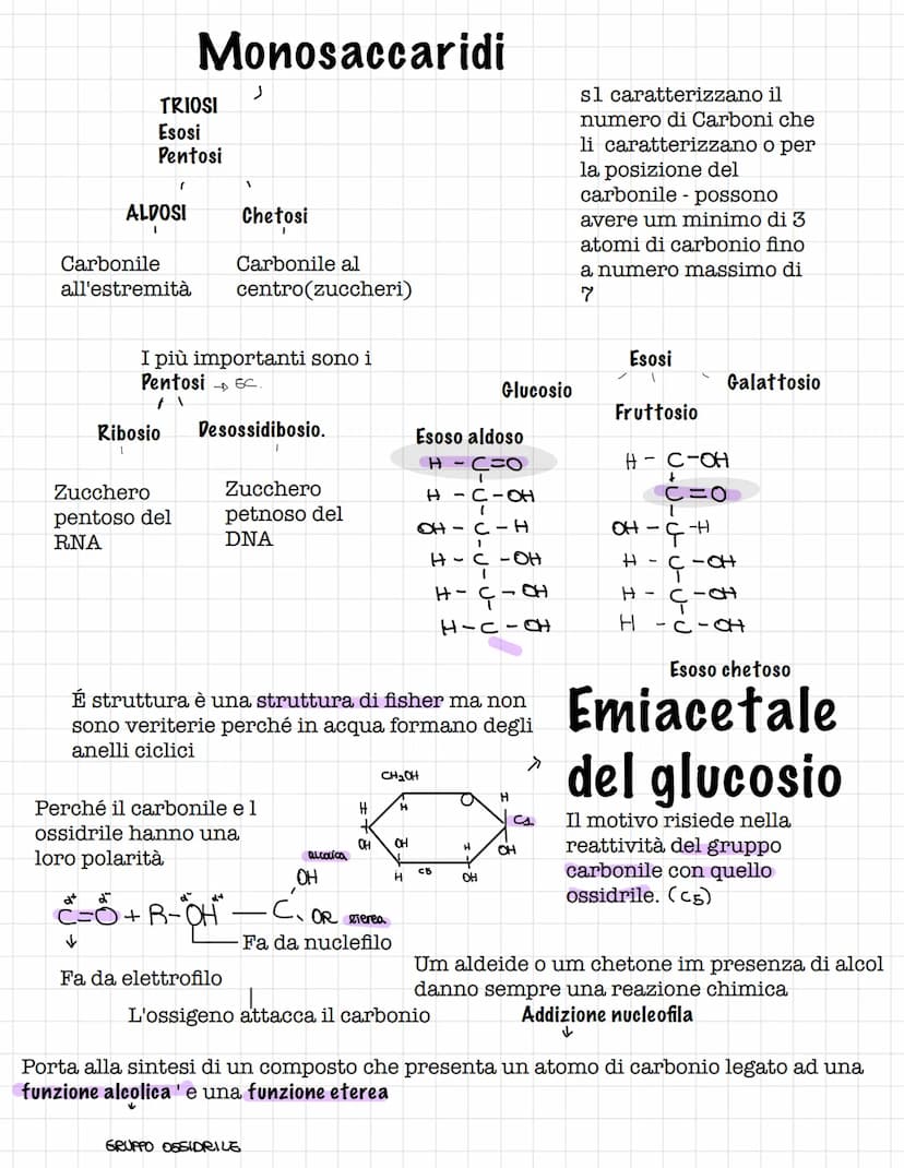 Scienze.
Le biomolecole.
Sono i carboidrati, gli acidi nucleici(DNA E RNA) e i
lipidi
Le biomolecole.
Sono ricche di atomi di carbonio e idr