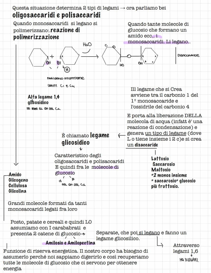 Scienze.
Le biomolecole.
Sono i carboidrati, gli acidi nucleici(DNA E RNA) e i
lipidi
Le biomolecole.
Sono ricche di atomi di carbonio e idr