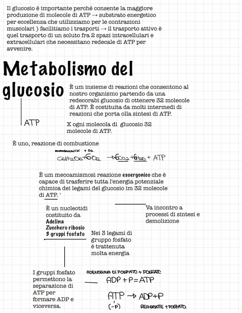 Scienze.
Le biomolecole.
Sono i carboidrati, gli acidi nucleici(DNA E RNA) e i
lipidi
Le biomolecole.
Sono ricche di atomi di carbonio e idr