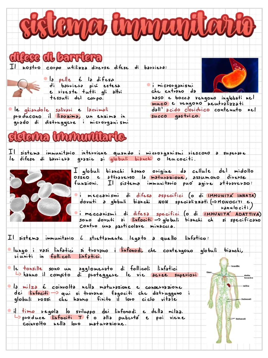 Sistema Immunitario Riassunto per Scuola Media e Primaria: Come Funziona e Tipi di Immunità