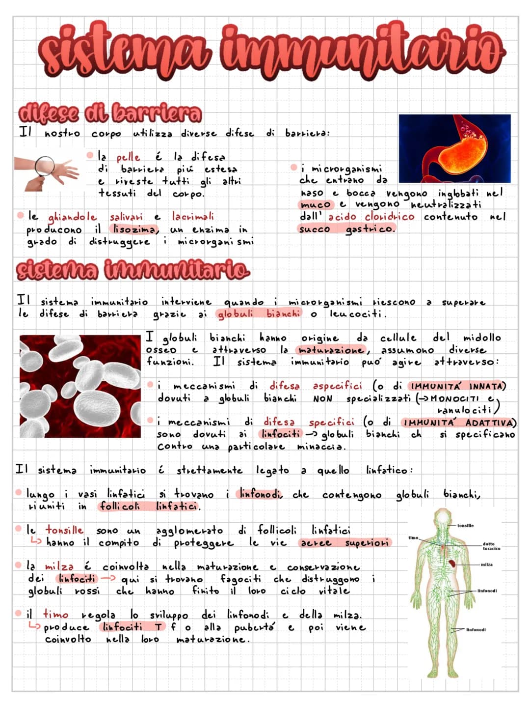 sistema immunitario
difese di barriera
Il nostro corpo utilizza diverse difese di barriera:
la pelle é la difesa
di barriera più estesa
e ri