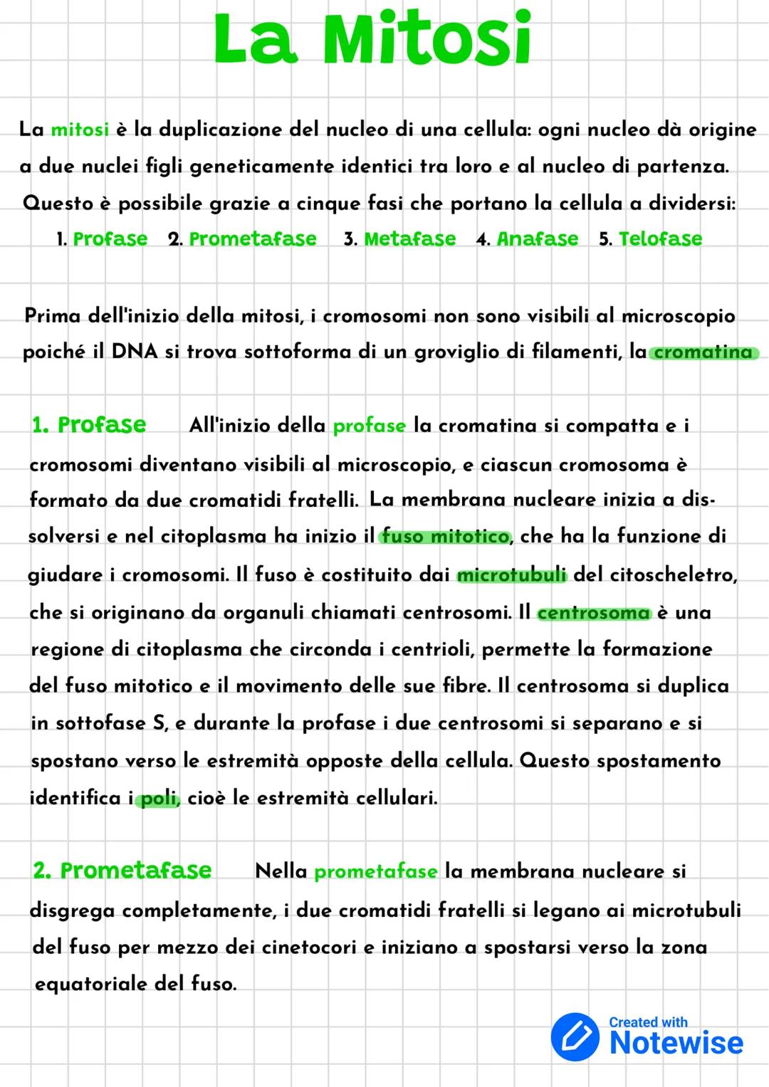 # La Mitosi

La mitosi è la duplicazione del nucleo di una cellula: ogni nucleo dà origine
a due nuclei figli geneticamente identici tra lor