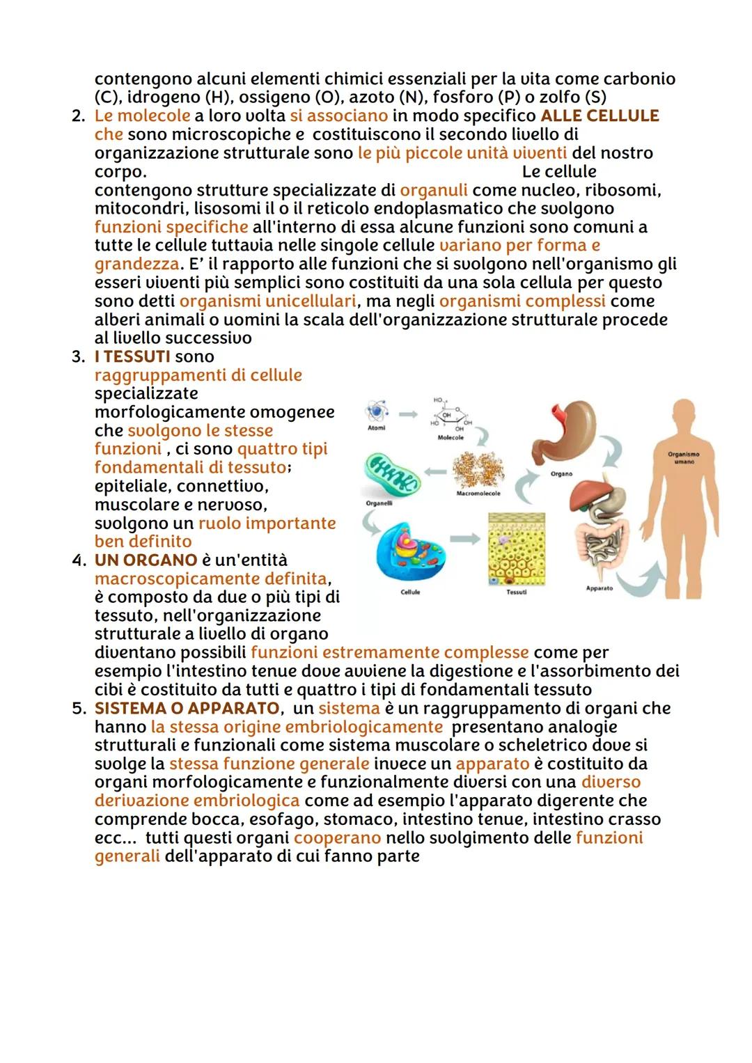 IL CORPO UMANO
●
Chi lo studia?
Per ricavare informazioni sul corpo umano abbiamo due branche della
scienza:
• L'ANATOMIA, è la disciplina s