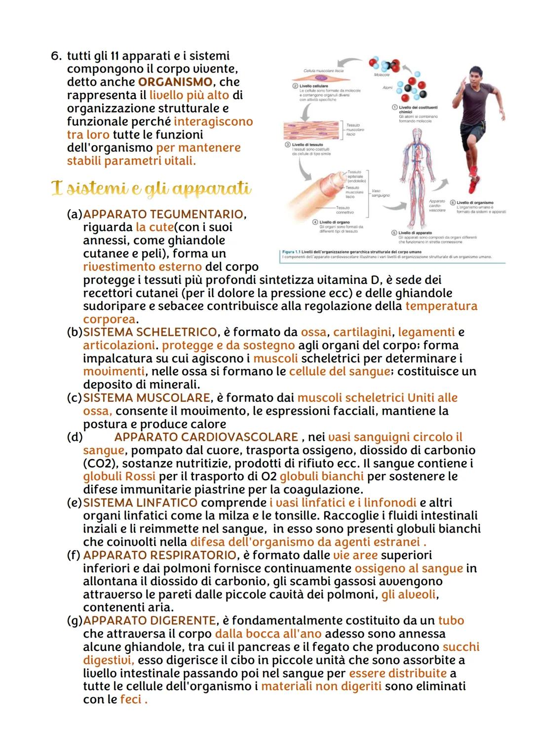 IL CORPO UMANO
●
Chi lo studia?
Per ricavare informazioni sul corpo umano abbiamo due branche della
scienza:
• L'ANATOMIA, è la disciplina s