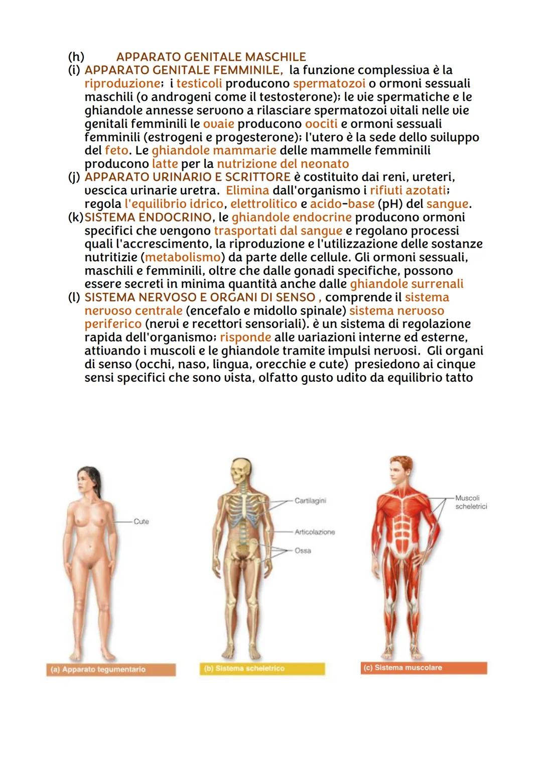 IL CORPO UMANO
●
Chi lo studia?
Per ricavare informazioni sul corpo umano abbiamo due branche della
scienza:
• L'ANATOMIA, è la disciplina s
