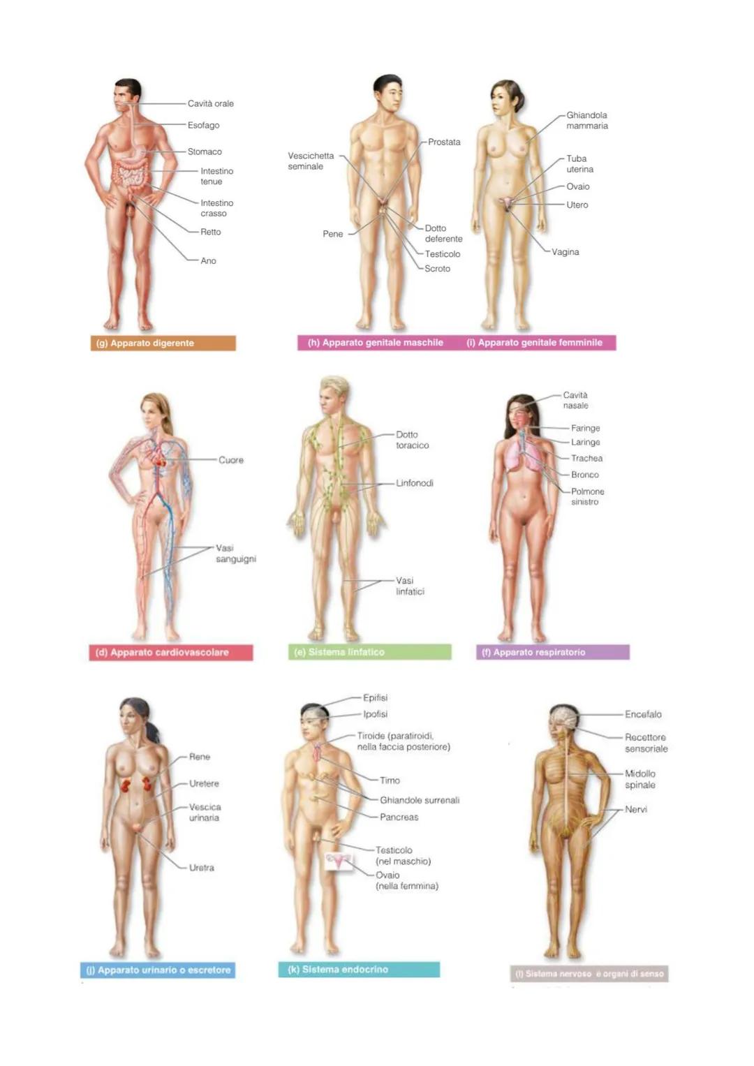 IL CORPO UMANO
●
Chi lo studia?
Per ricavare informazioni sul corpo umano abbiamo due branche della
scienza:
• L'ANATOMIA, è la disciplina s