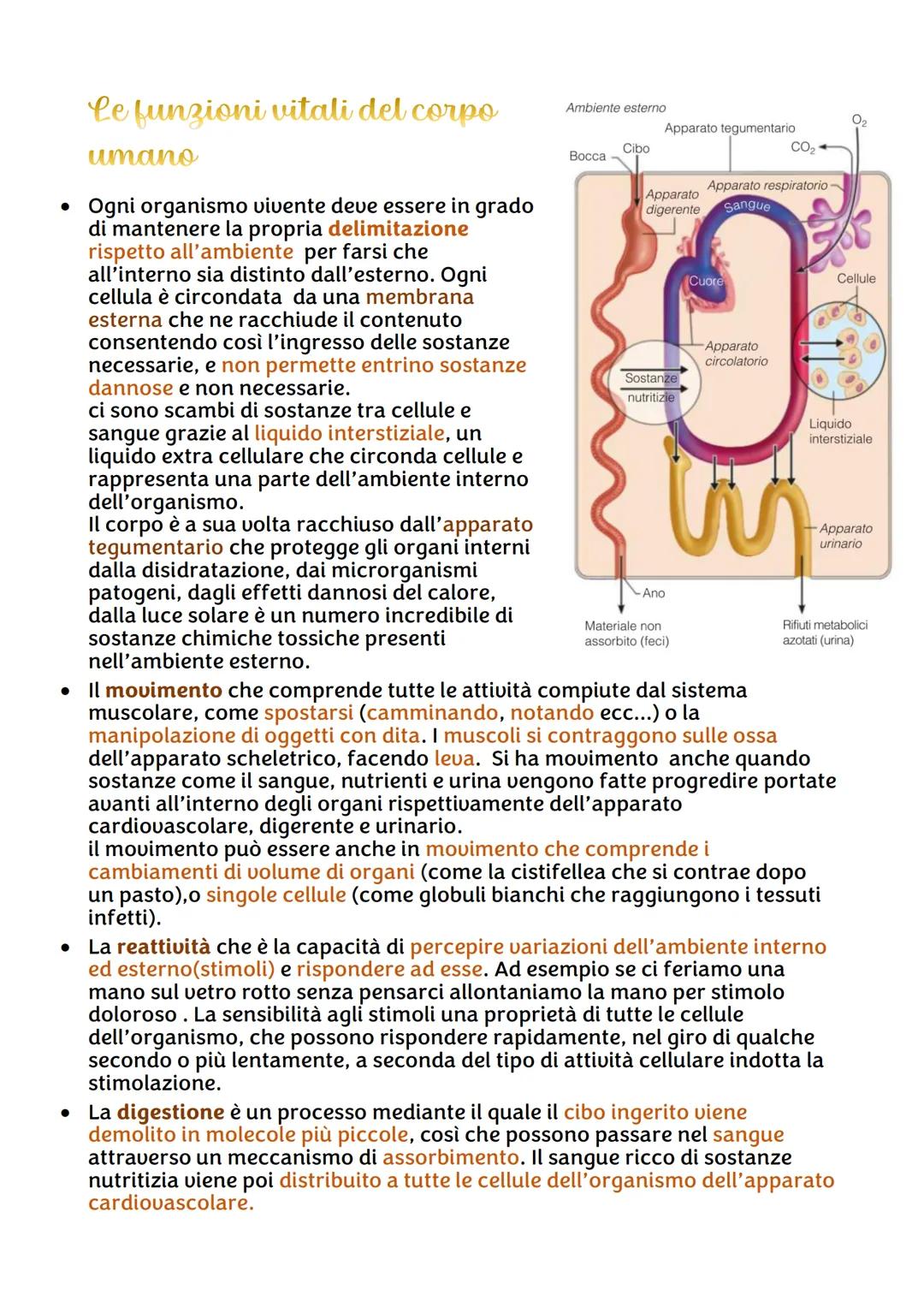 IL CORPO UMANO
●
Chi lo studia?
Per ricavare informazioni sul corpo umano abbiamo due branche della
scienza:
• L'ANATOMIA, è la disciplina s