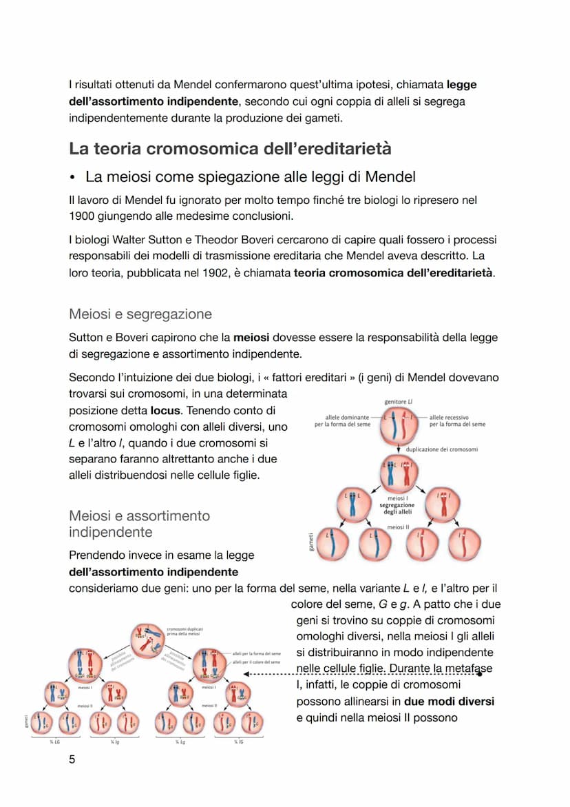 La genetica
Le leggi di Mendel
• La genetica è nata in un'abbazia
I primi studi di genetica furono condotti intorno al 1860 dal monaco agost