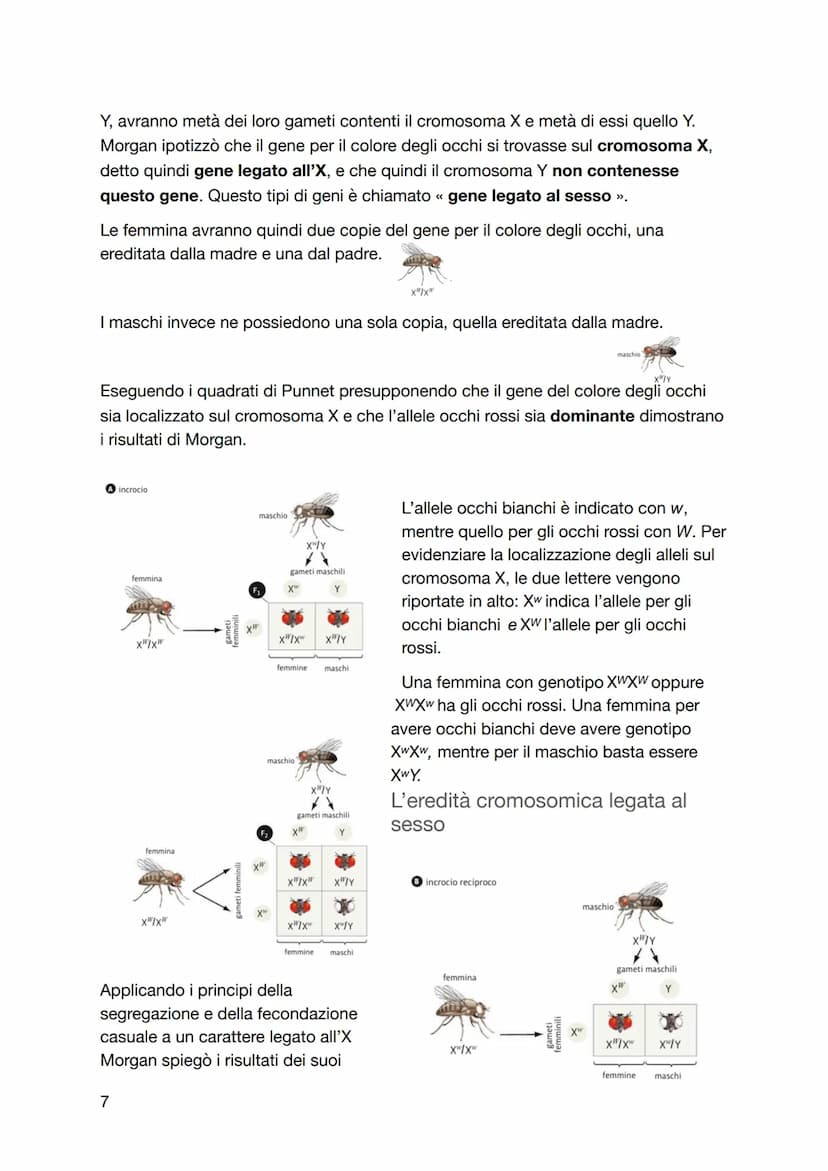 La genetica
Le leggi di Mendel
• La genetica è nata in un'abbazia
I primi studi di genetica furono condotti intorno al 1860 dal monaco agost