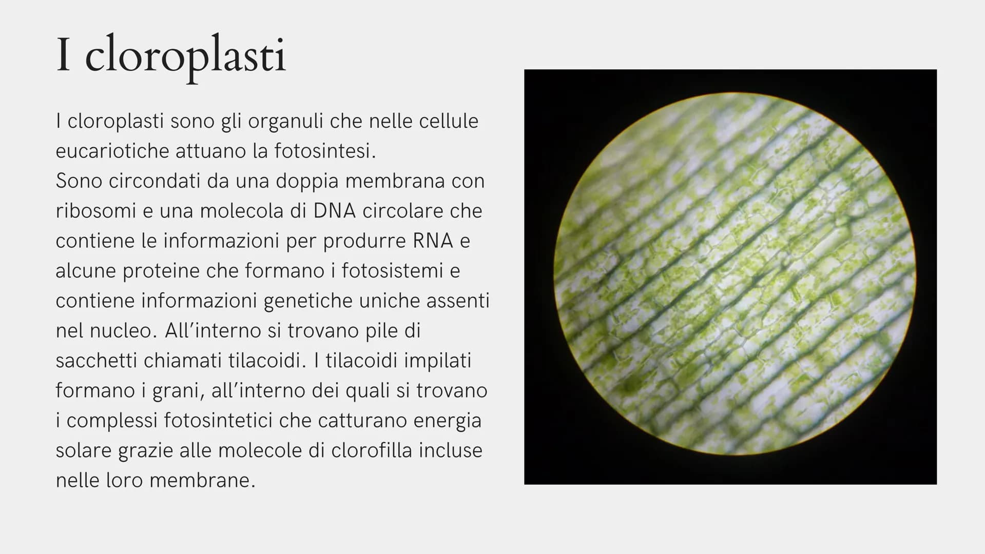 Alla scoperta
della cellula
GIADA FRAIETTA 2^G Mitocondri Centrioli Lisosoma
Reticolo
endoplasmatico
liscio
Citoplasma
Capsula
Parete cellul