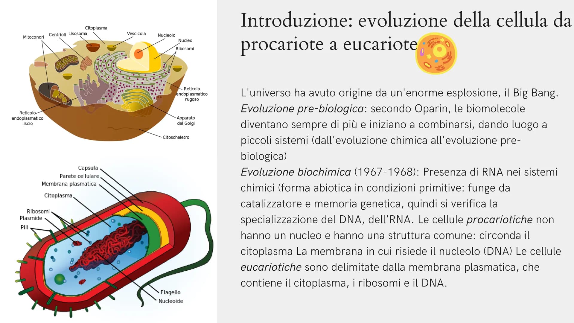 Alla scoperta
della cellula
GIADA FRAIETTA 2^G Mitocondri Centrioli Lisosoma
Reticolo
endoplasmatico
liscio
Citoplasma
Capsula
Parete cellul