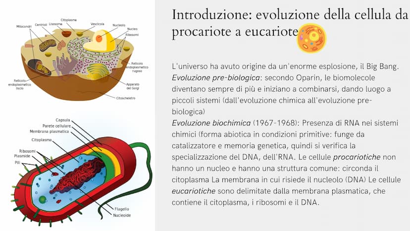 Alla scoperta
della cellula
GIADA FRAIETTA 2^G Mitocondri Centrioli Lisosoma
Reticolo
endoplasmatico
liscio
Citoplasma
Capsula
Parete cellul