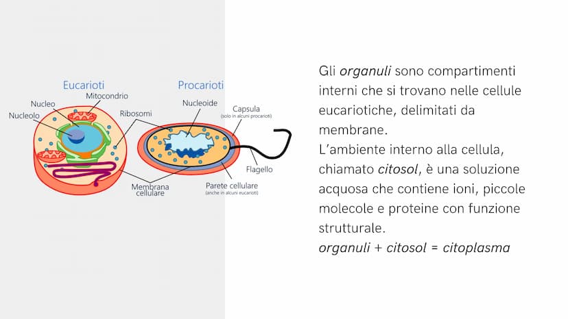 Alla scoperta
della cellula
GIADA FRAIETTA 2^G Mitocondri Centrioli Lisosoma
Reticolo
endoplasmatico
liscio
Citoplasma
Capsula
Parete cellul