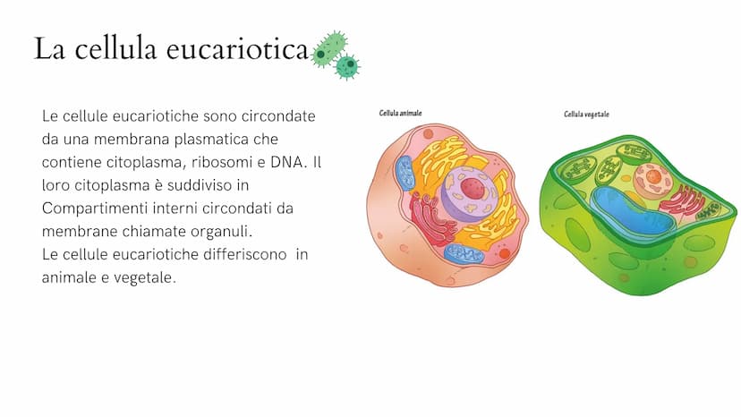 Alla scoperta
della cellula
GIADA FRAIETTA 2^G Mitocondri Centrioli Lisosoma
Reticolo
endoplasmatico
liscio
Citoplasma
Capsula
Parete cellul