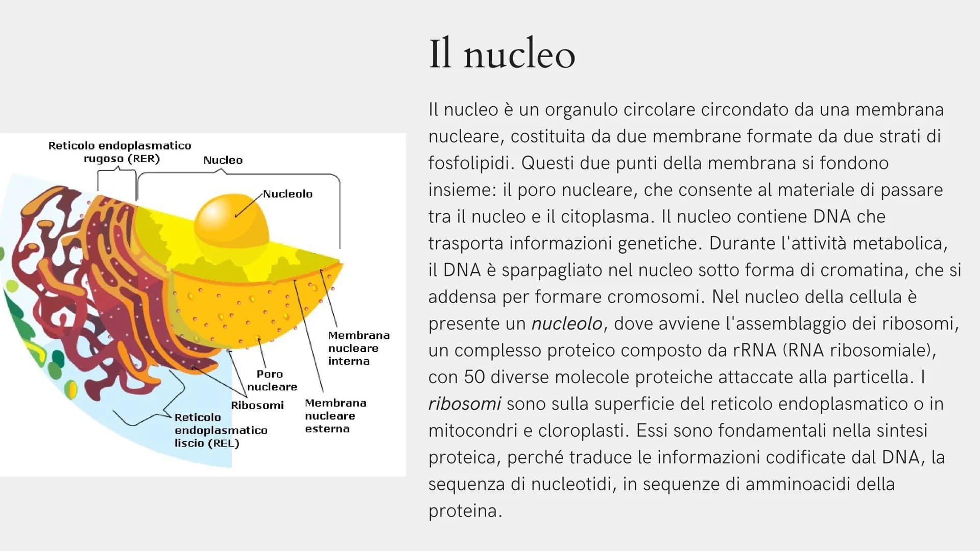 Alla scoperta
della cellula
GIADA FRAIETTA 2^G Mitocondri Centrioli Lisosoma
Reticolo
endoplasmatico
liscio
Citoplasma
Capsula
Parete cellul