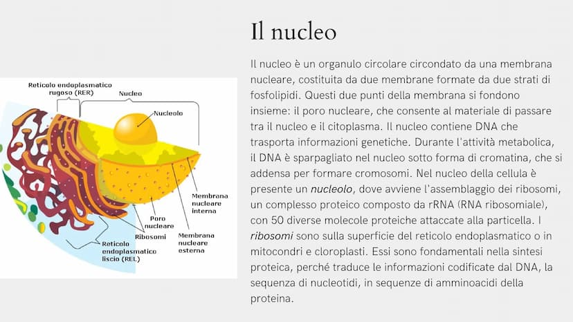 Alla scoperta
della cellula
GIADA FRAIETTA 2^G Mitocondri Centrioli Lisosoma
Reticolo
endoplasmatico
liscio
Citoplasma
Capsula
Parete cellul