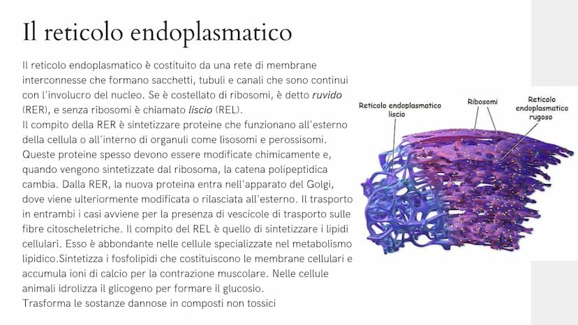 Alla scoperta
della cellula
GIADA FRAIETTA 2^G Mitocondri Centrioli Lisosoma
Reticolo
endoplasmatico
liscio
Citoplasma
Capsula
Parete cellul