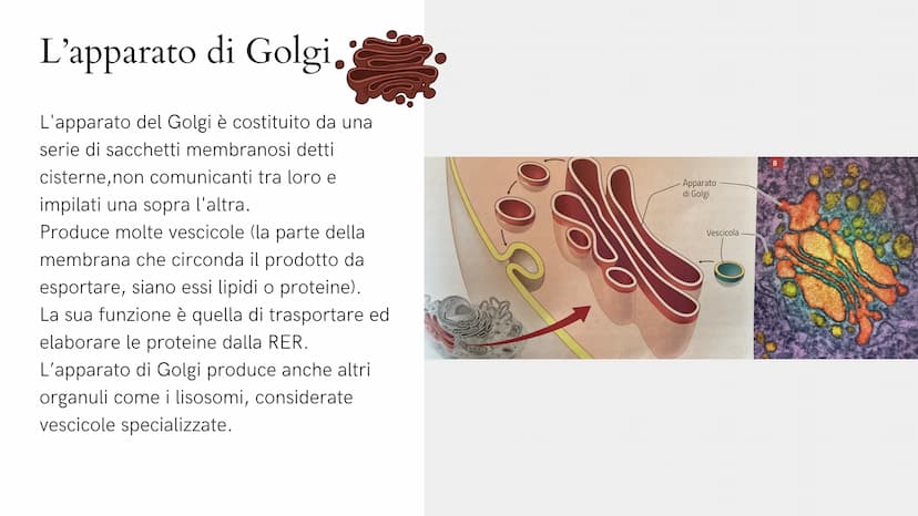 Alla scoperta
della cellula
GIADA FRAIETTA 2^G Mitocondri Centrioli Lisosoma
Reticolo
endoplasmatico
liscio
Citoplasma
Capsula
Parete cellul