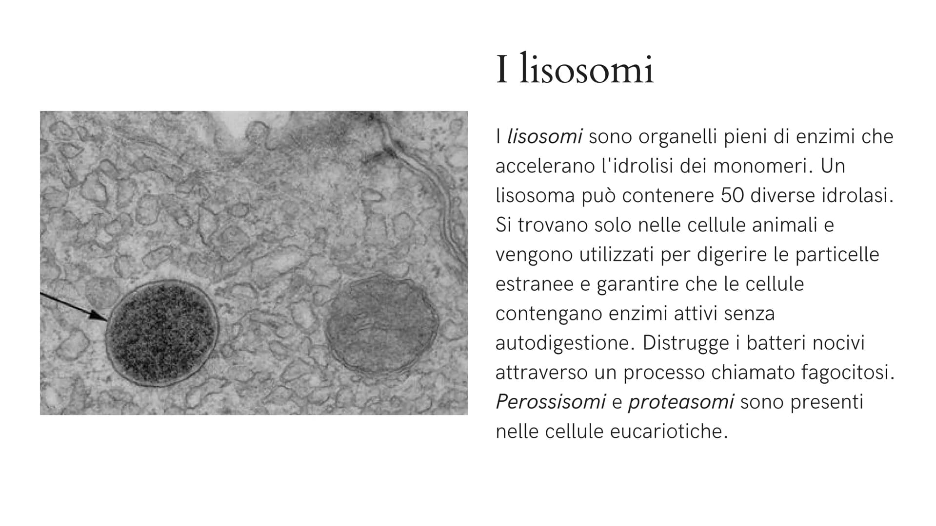 Alla scoperta
della cellula
GIADA FRAIETTA 2^G Mitocondri Centrioli Lisosoma
Reticolo
endoplasmatico
liscio
Citoplasma
Capsula
Parete cellul