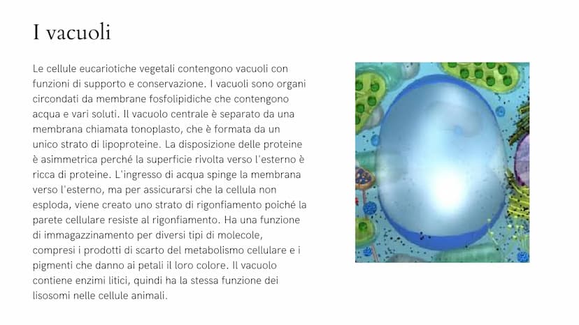 Alla scoperta
della cellula
GIADA FRAIETTA 2^G Mitocondri Centrioli Lisosoma
Reticolo
endoplasmatico
liscio
Citoplasma
Capsula
Parete cellul