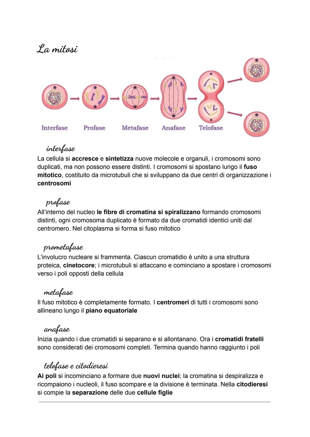 La mitosi
Interfase
Profase
Metafase Anafase
Telofase
interfase
La cellula si accresce e sintetizza nuove molecole e organuli, i cromosomi s