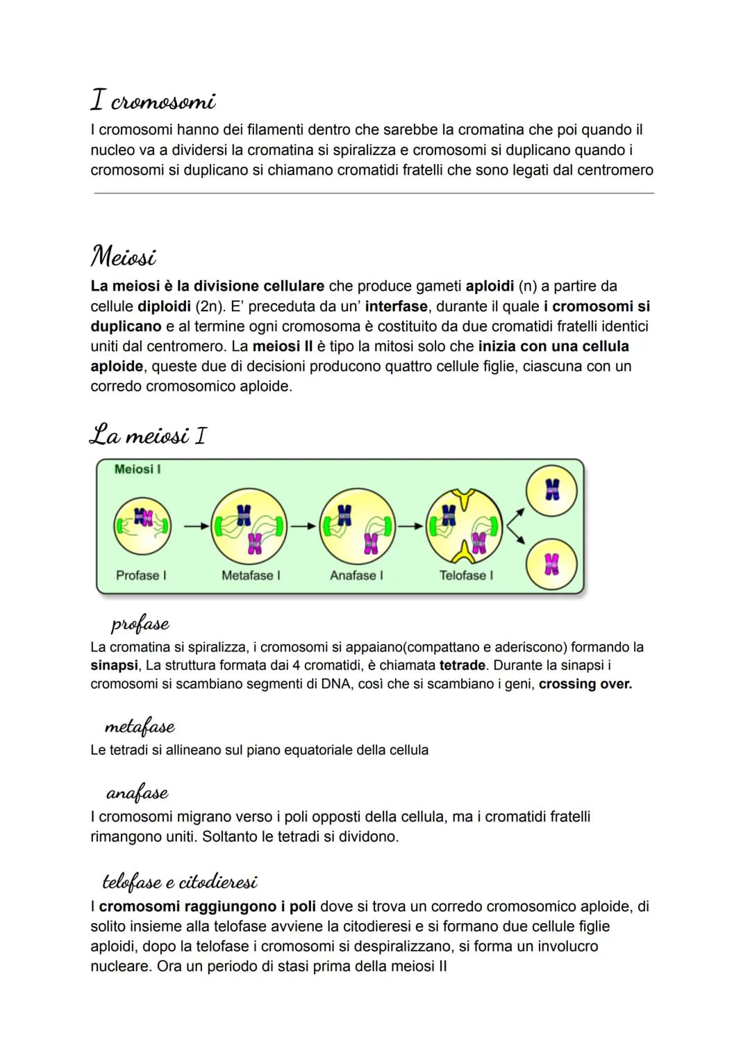 La mitosi
Interfase
Profase
Metafase Anafase
Telofase
interfase
La cellula si accresce e sintetizza nuove molecole e organuli, i cromosomi s