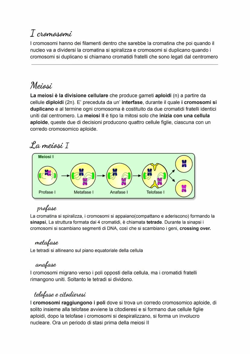 La mitosi
Interfase
Profase
Metafase Anafase
Telofase
interfase
La cellula si accresce e sintetizza nuove molecole e organuli, i cromosomi s