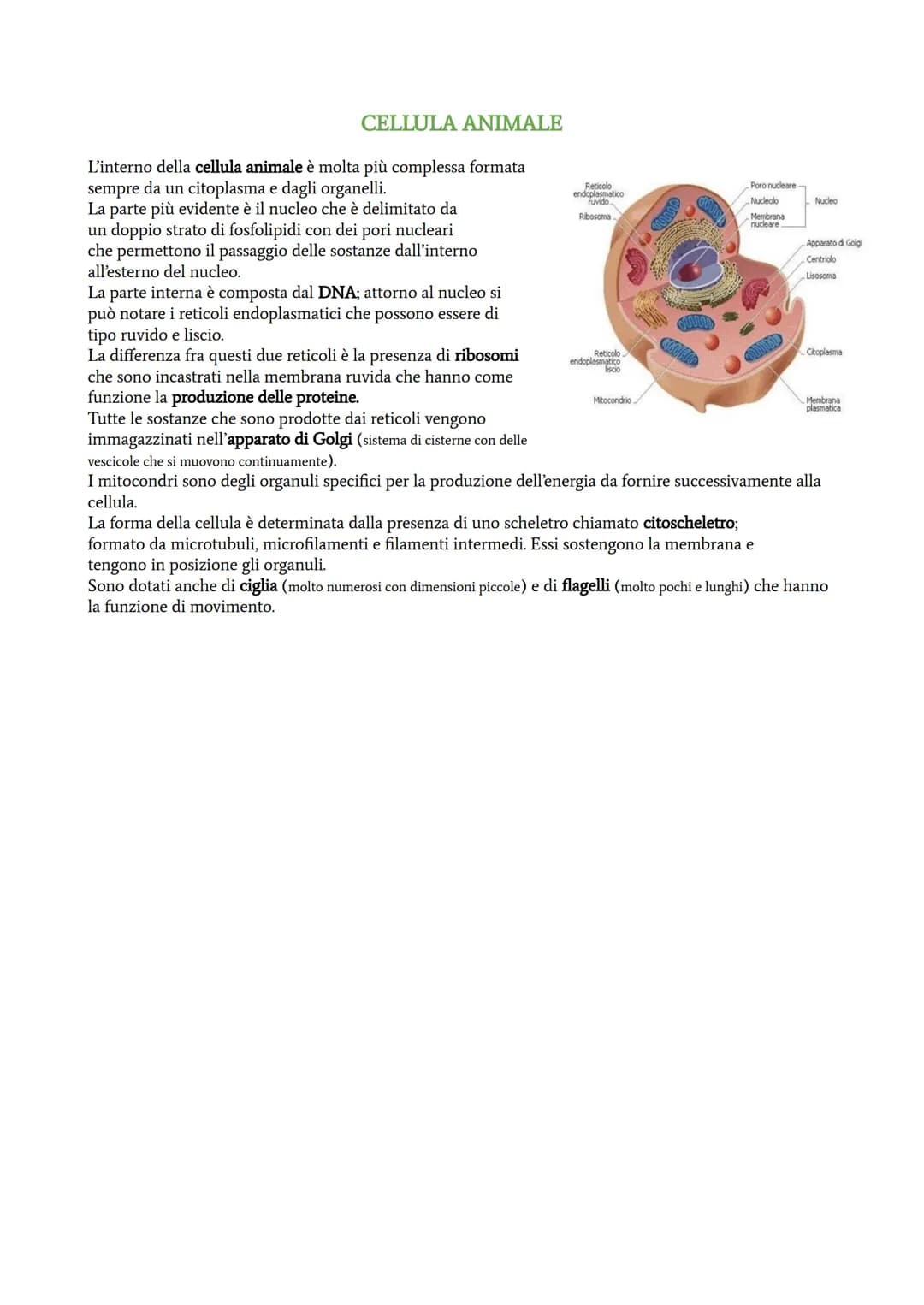 La cellula è l'unità fondamentale di ogni organismo vivente; ci sono delle cellule molto semplici come ad
esempio quelle procariotiche e ci 