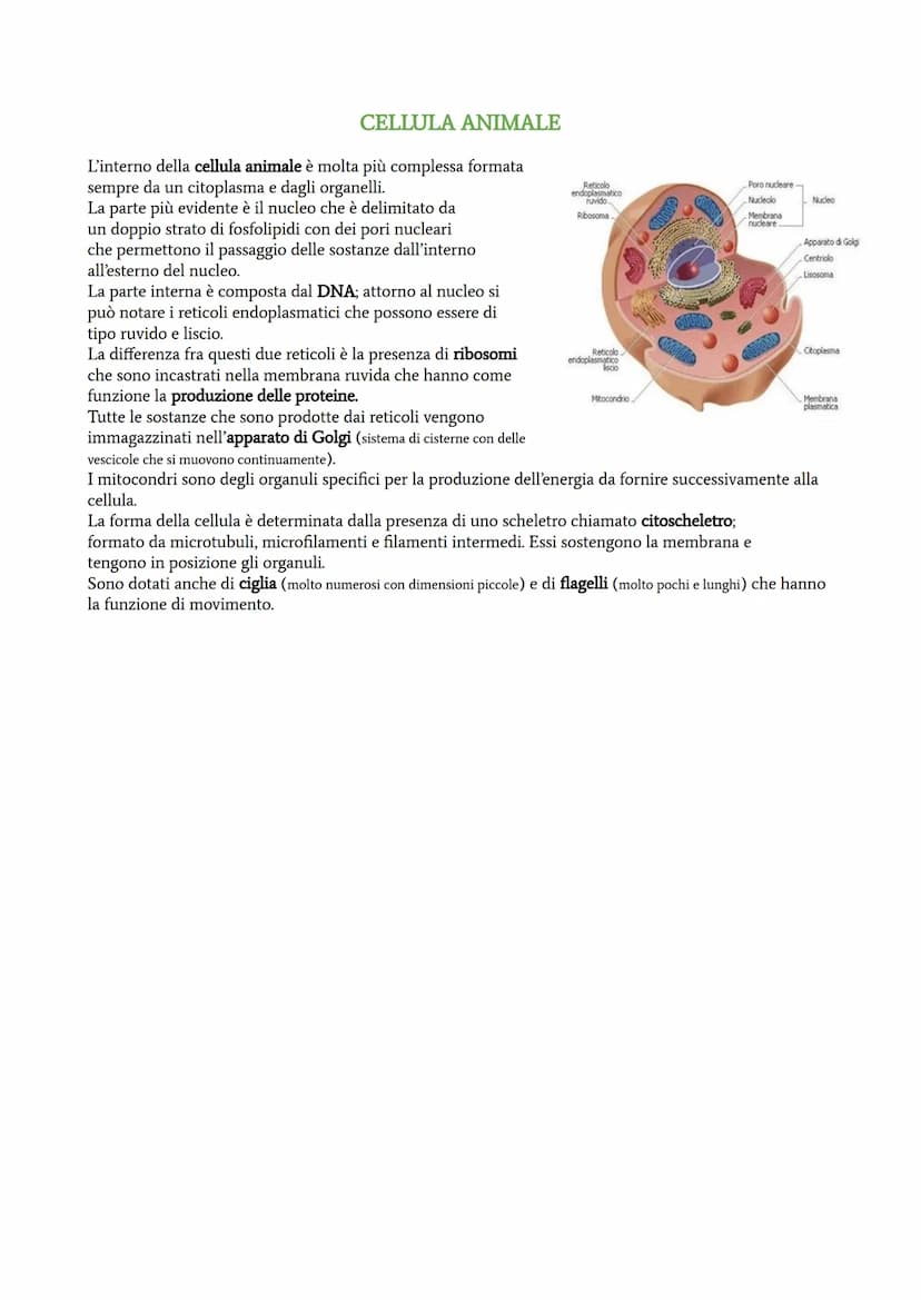 La cellula è l'unità fondamentale di ogni organismo vivente; ci sono delle cellule molto semplici come ad
esempio quelle procariotiche e ci 